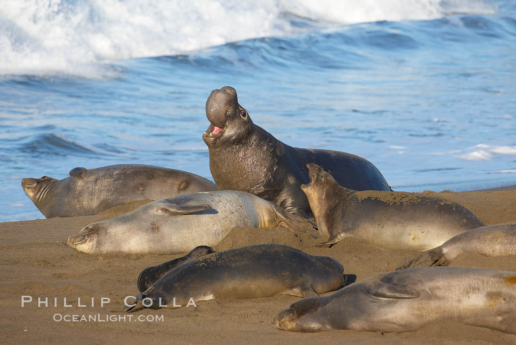 Male elephant seal, surrounded by his harem females, rears up on its foreflippers and bellows to intimidate other males and to survey its beach territory.  Winter, Central California. Piedras Blancas, San Simeon, USA, Mirounga angustirostris, natural history stock photograph, photo id 15488