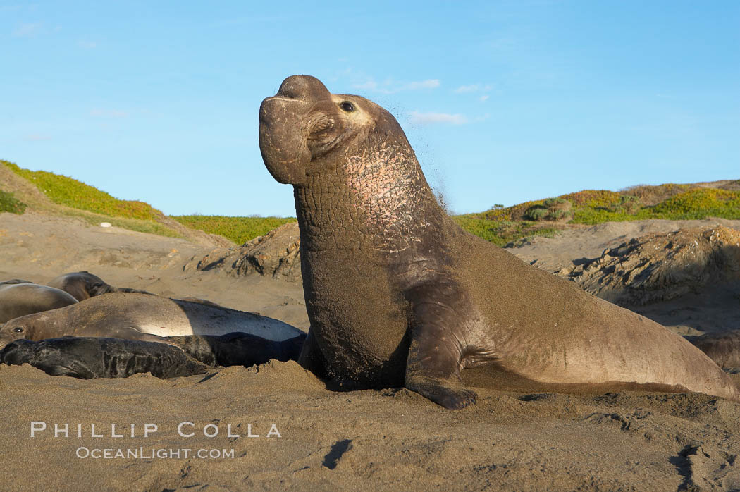 Male elephant seal rears up on its foreflippers and bellows to intimidate other males and to survey its beach territory.  Winter, Central California. Piedras Blancas, San Simeon, USA, Mirounga angustirostris, natural history stock photograph, photo id 15492