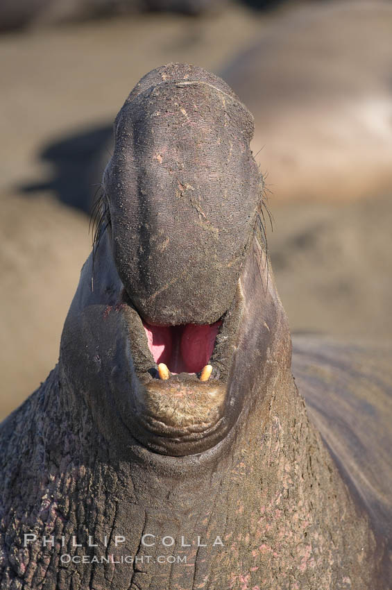 Bull elephant seal, adult male, bellowing. Its huge proboscis is characteristic of male elephant seals. Scarring from combat with other males.  Central California. Piedras Blancas, San Simeon, USA, Mirounga angustirostris, natural history stock photograph, photo id 15512