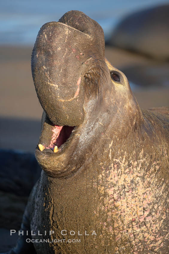 Bull elephant seal, adult male, bellowing. Its huge proboscis is characteristic of male elephant seals. Scarring from combat with other males.  Central California. Piedras Blancas, San Simeon, USA, Mirounga angustirostris, natural history stock photograph, photo id 15387