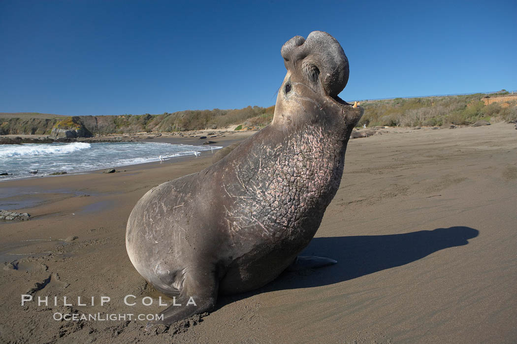 Male elephant seal rears up on its foreflippers and bellows to intimidate other males and to survey its beach territory.  Winter, Central California. Piedras Blancas, San Simeon, USA, Mirounga angustirostris, natural history stock photograph, photo id 15521