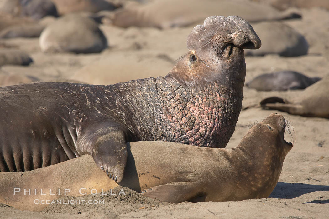 A bull elephant seal prepares to mate with a much smaller female.  Males may up to 5000 lbs, triple the size of females.  Sandy beach rookery, winter, Central California. Piedras Blancas, San Simeon, USA, Mirounga angustirostris, natural history stock photograph, photo id 15506