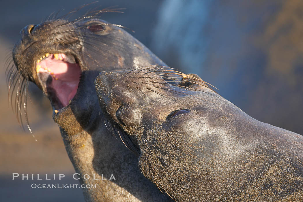 Female elephant seals fight for space on the beach for themselves and their pups, and fend off other females who may try to steal their pups.  The fights among females are less intense than those among bulls but are no less important in determining the social hierarchy of the rookery.  Sandy beach rookery, winter, Central California. Piedras Blancas, San Simeon, USA, Mirounga angustirostris, natural history stock photograph, photo id 15526