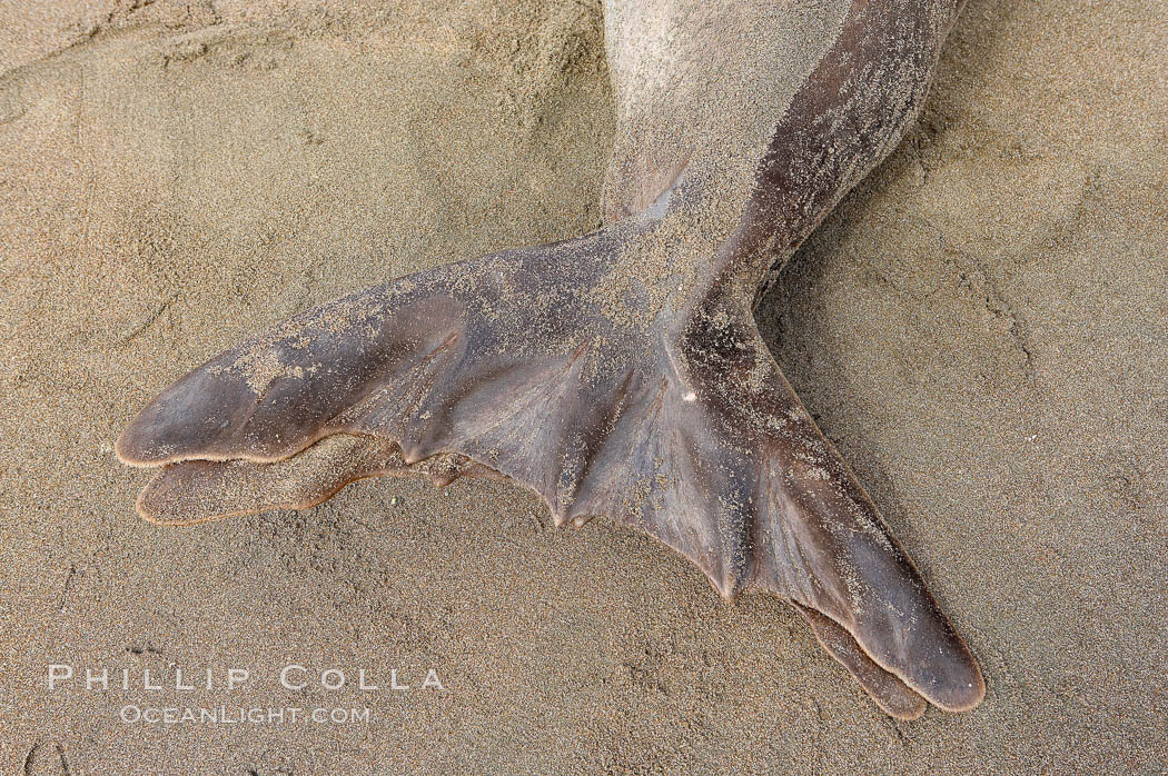 Northern elephant seal, detail of fin, flipper, webbing, tail fin.  Sandy beach rookery, winter, Central California. Piedras Blancas, San Simeon, USA, Mirounga angustirostris, natural history stock photograph, photo id 18722