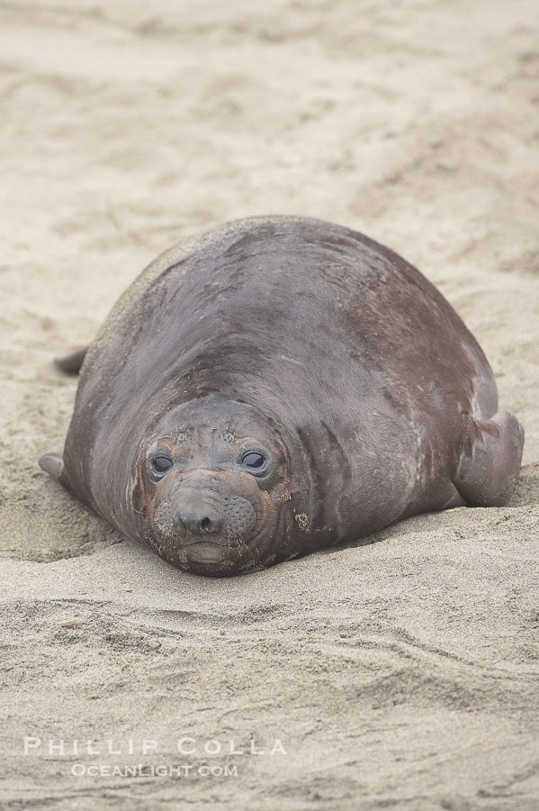 Elephant seal pup.  The pup will nurse for 27 days, when the mother stops lactating and returns to the sea.  The pup will stay on the beach 12 more weeks until it becomes hungry and begins to forage for food., Mirounga angustirostris, natural history stock photograph, photo id 20406