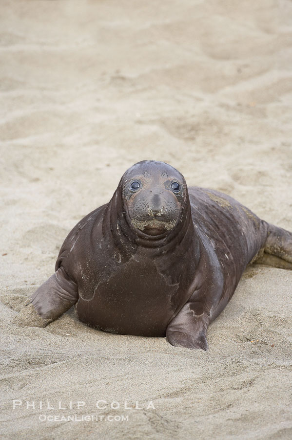Elephant seal pup.  The pup will nurse for 27 days, when the mother stops lactating and returns to the sea.  The pup will stay on the beach 12 more weeks until it becomes hungry and begins to forage for food., Mirounga angustirostris, natural history stock photograph, photo id 20426