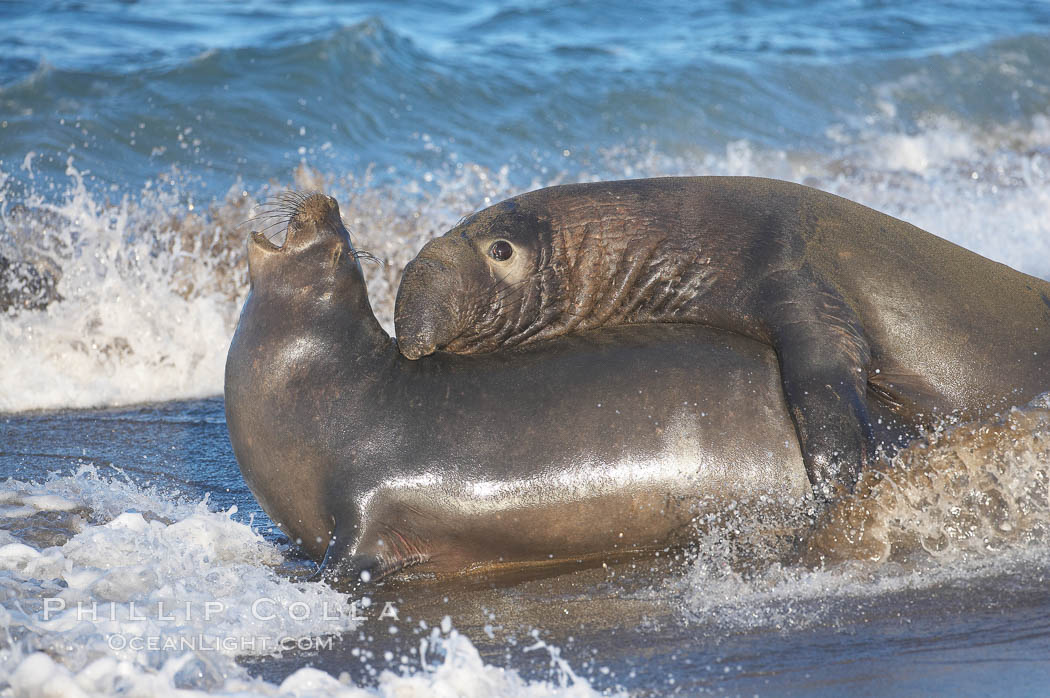 A bull elephant seal forceably mates (copulates) with a much smaller female, often biting her into submission and using his weight to keep her from fleeing.  Males may up to 5000 lbs, triple the size of females.  Sandy beach rookery, winter, Central California. Piedras Blancas, San Simeon, USA, Mirounga angustirostris, natural history stock photograph, photo id 15508
