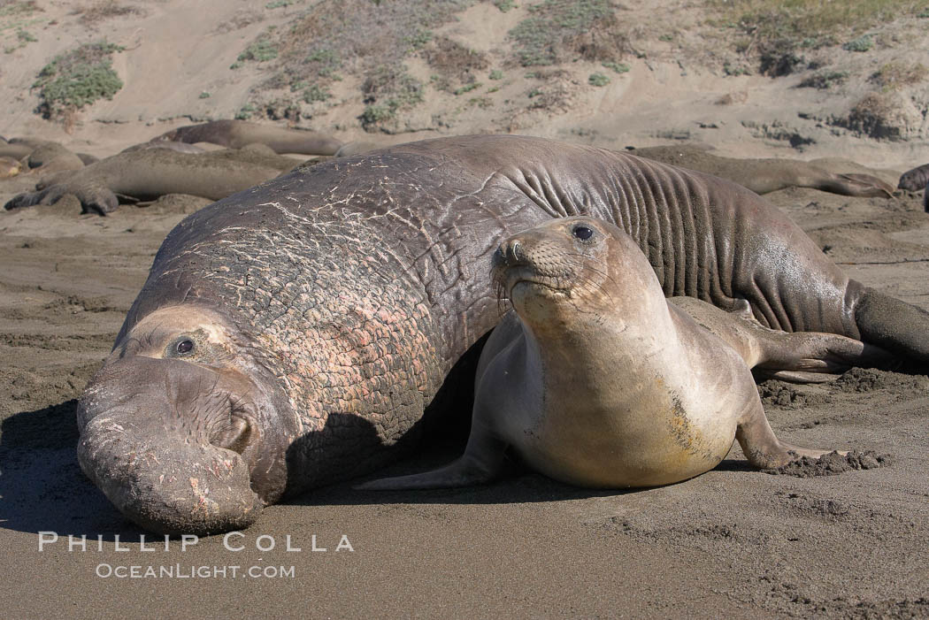 A bull elephant seal forceably mates (copulates) with a much smaller female, often biting her into submission and using his weight to keep her from fleeing.  Males may up to 5000 lbs, triple the size of females.  Sandy beach rookery, winter, Central California. Piedras Blancas, San Simeon, USA, Mirounga angustirostris, natural history stock photograph, photo id 15528