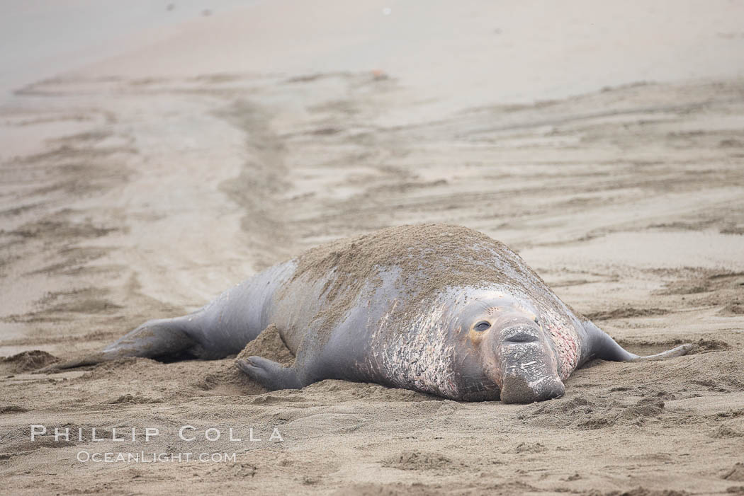 Adult male elephant seal has dragged itself from the surf onto a sandy beach, leaving a trail behind marking his path. Piedras Blancas, San Simeon, California, USA, Mirounga angustirostris, natural history stock photograph, photo id 20392
