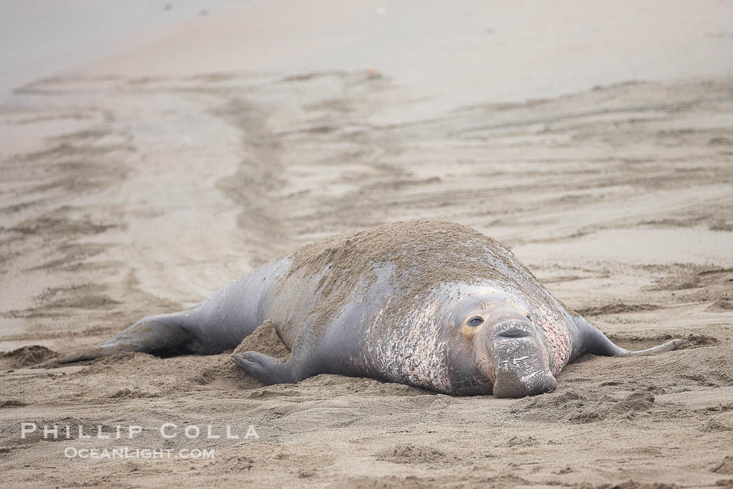 Adult male elephant seal has dragged itself from the surf onto a sandy beach, leaving a trail behind marking his path., Mirounga angustirostris, natural history stock photograph, photo id 20392