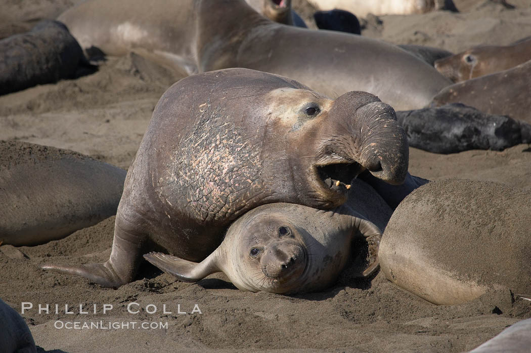 A bull elephant seal forceably mates (copulates) with a much smaller female, often biting her into submission and using his weight to keep her from fleeing.  Males may up to 5000 lbs, triple the size of females.  Sandy beach rookery, winter, Central California. Piedras Blancas, San Simeon, USA, Mirounga angustirostris, natural history stock photograph, photo id 15507