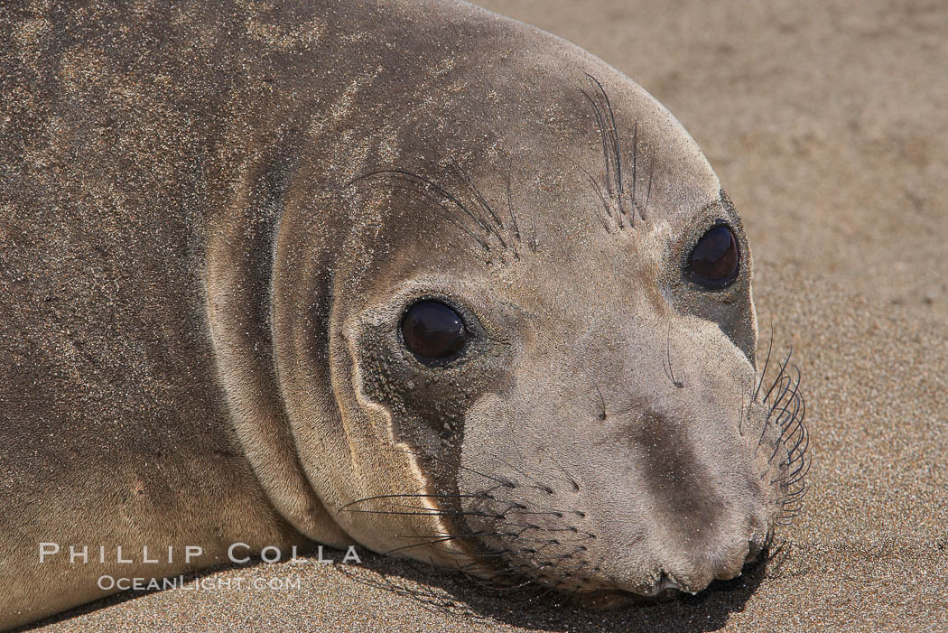 Female elephant seal, hauled out on the sandy beach rookery, will give birth to a pup then mate, and return to the ocean 27 days after giving birth.  Winter, Central California. Piedras Blancas, San Simeon, USA, Mirounga angustirostris, natural history stock photograph, photo id 15539