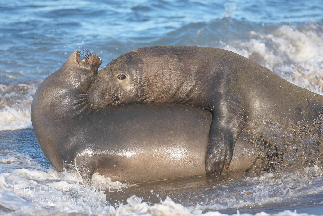 Northern elephant seals mating. Sandy beach rookery, winter, Central California. Piedras Blancas, San Simeon, USA, Mirounga angustirostris, natural history stock photograph, photo id 18719