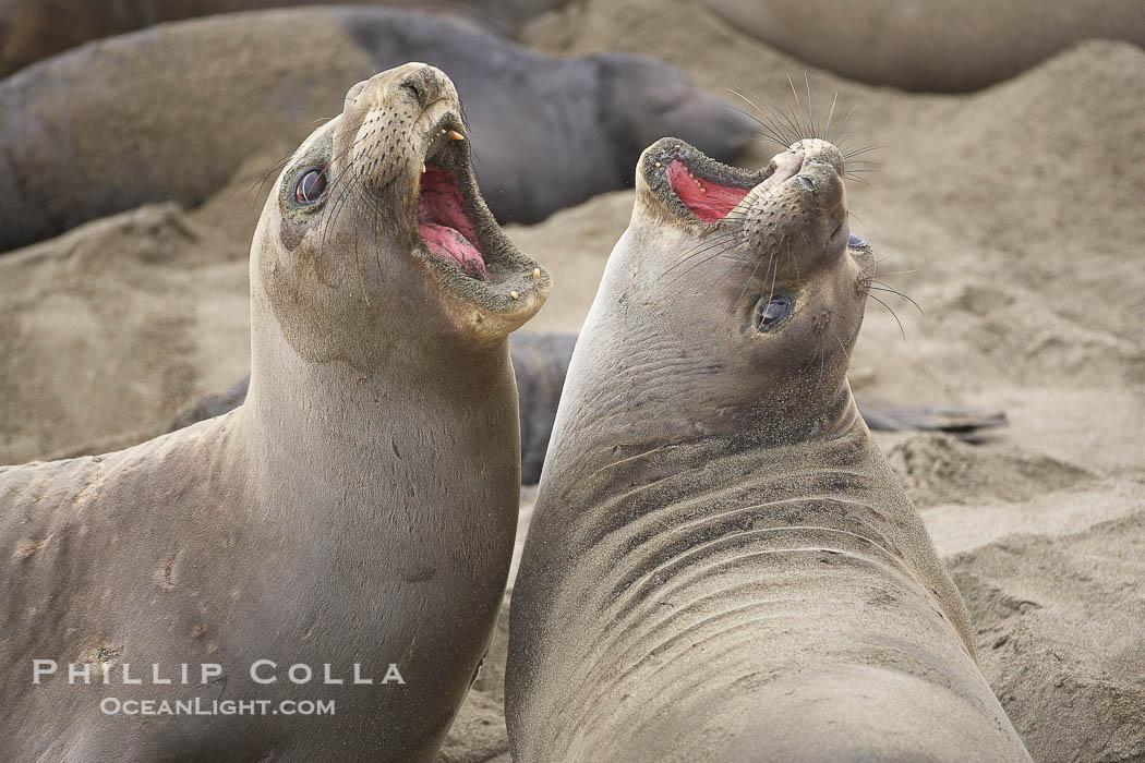 Female elephant seals fight for space on the beach for themselves and their pups, and fend off other females who may try to steal their pups.  The fights among females are less intense than those among bulls but are no less important in determining the social hierarchy of the rookery.  Sandy beach rookery, winter, Central California., Mirounga angustirostris, natural history stock photograph, photo id 20387