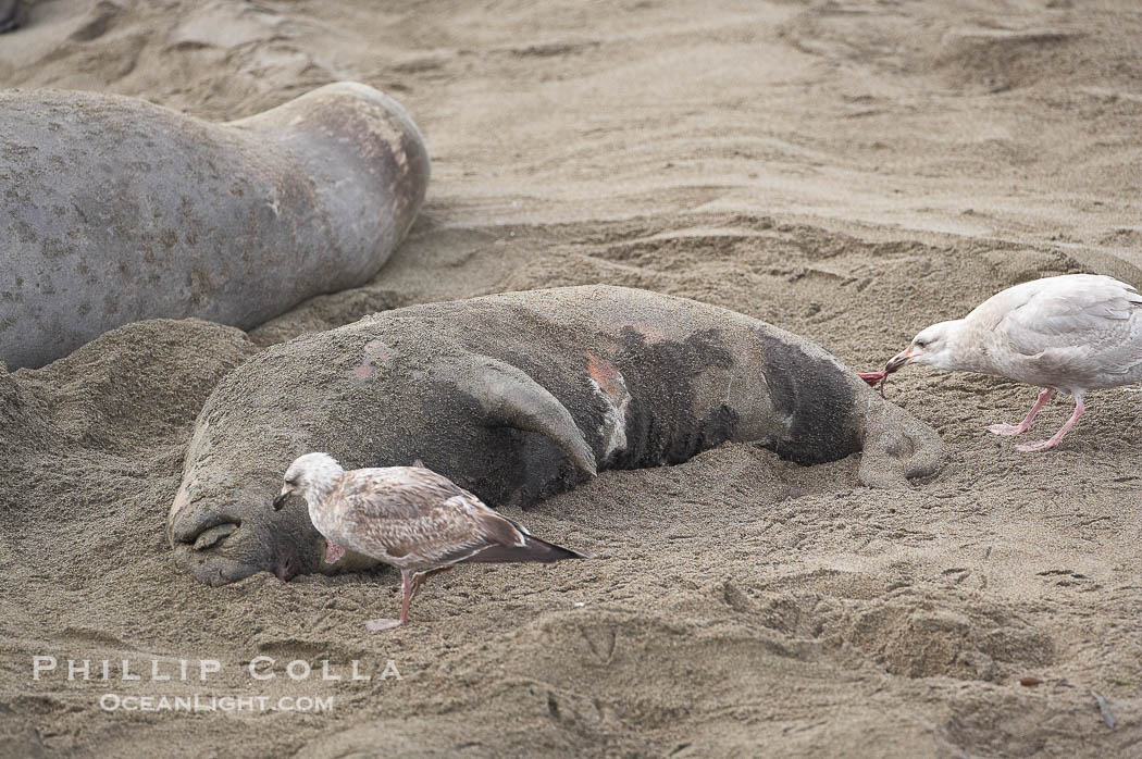 An elephant seal pup carcass is picked over by seagulls.  The pup was perhaps abandoned by, or became separated from, its mother, or else succumbed to disease or injury from much larger males during their territorial battles on the beach., Mirounga angustirostris, natural history stock photograph, photo id 20391