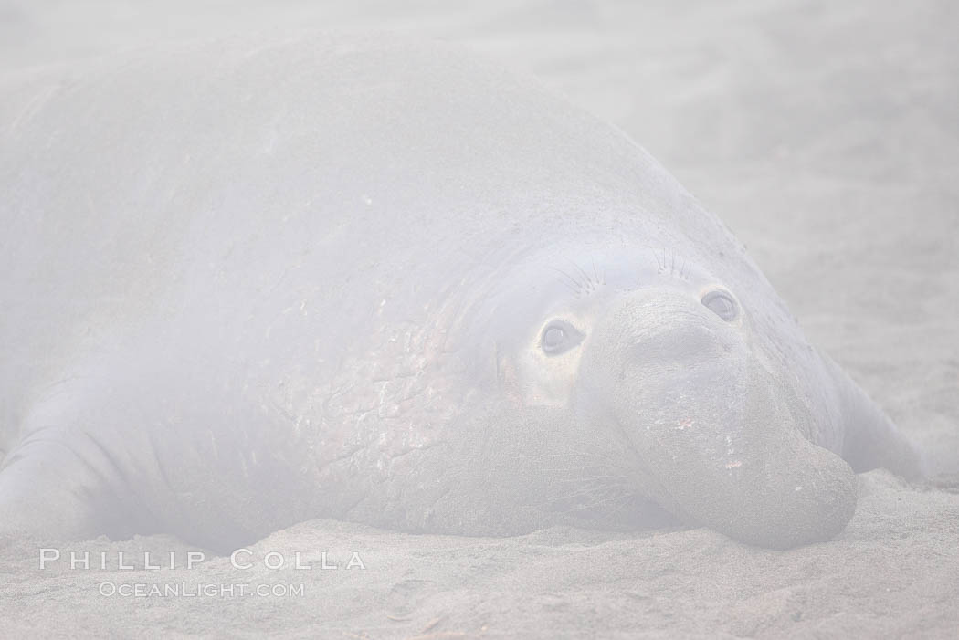 An enormous elephant seal bull male lays on the beach, partially obscured by typical central California coastal fog, Mirounga angustirostris, Piedras Blancas, San Simeon