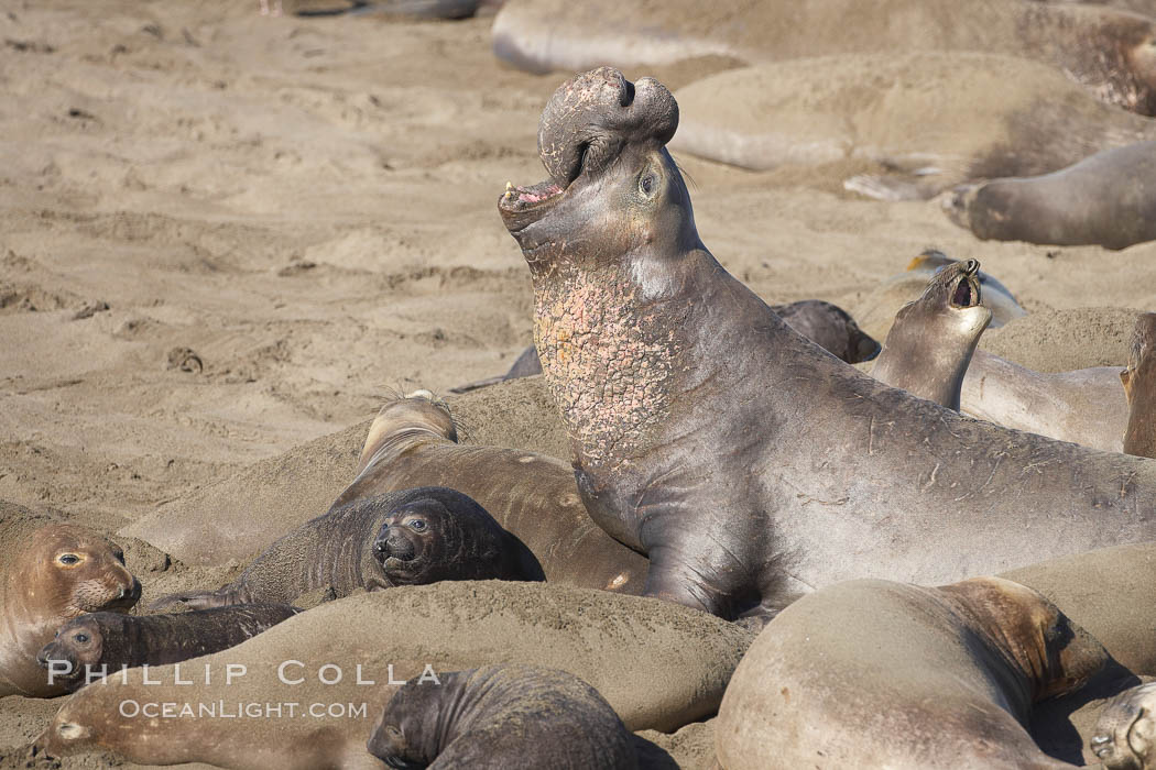 Elephant seals crowd a sand beach at the Piedras Blancas rookery near San Simeon. California, USA, Mirounga angustirostris, natural history stock photograph, photo id 20419