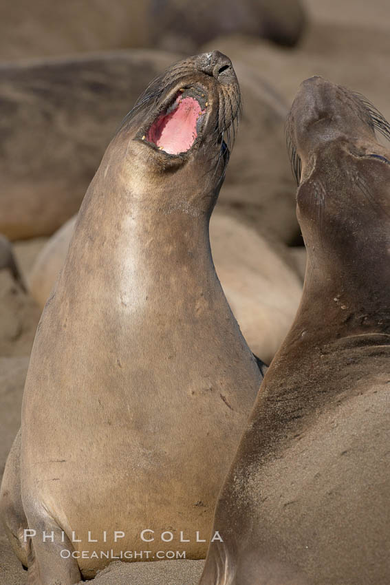 Female elephant seals fight for space on the beach for themselves and their pups, and fend off other females who may try to steal their pups.  The fights among females are less intense than those among bulls but are no less important in determining the social hierarchy of the rookery.  Sandy beach rookery, winter, Central California. Piedras Blancas, San Simeon, USA, Mirounga angustirostris, natural history stock photograph, photo id 15525