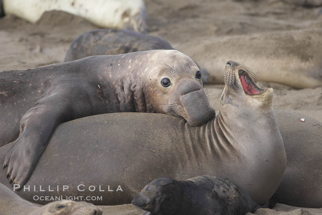 A bull elephant seal forceably mates (copulates) with a much smaller female, often biting her into submission and using his weight to keep her from fleeing.  Males may up to 5000 lbs, triple the size of females.  Sandy beach rookery, winter, Central California. Piedras Blancas, San Simeon, USA, Mirounga angustirostris, natural history stock photograph, photo id 20389