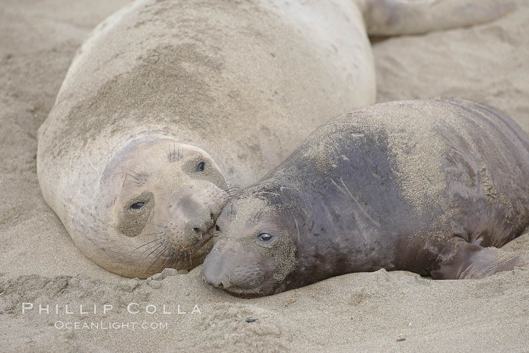 Mother elephant seal and her pup.  The pup will nurse for 27 days, when the mother stops lactating and returns to the sea.  The pup will stay on the beach 12 more weeks until it becomes hungry and begins to forage for food. Piedras Blancas, San Simeon, California, USA, Mirounga angustirostris, natural history stock photograph, photo id 20405