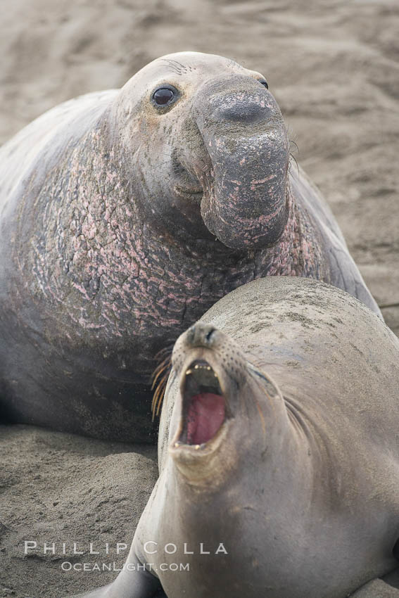 A bull elephant seal eyes a female before forceably mating (copulating) with her. Piedras Blancas, San Simeon, California, USA, Mirounga angustirostris, natural history stock photograph, photo id 20417