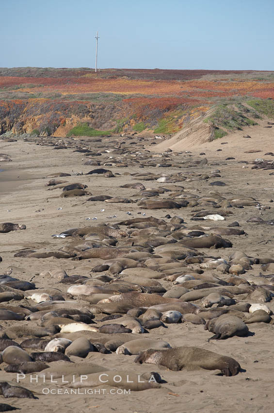 Elephant seals crowd a sand beach at the Piedras Blancas rookery near San Simeon. California, USA, natural history stock photograph, photo id 20358