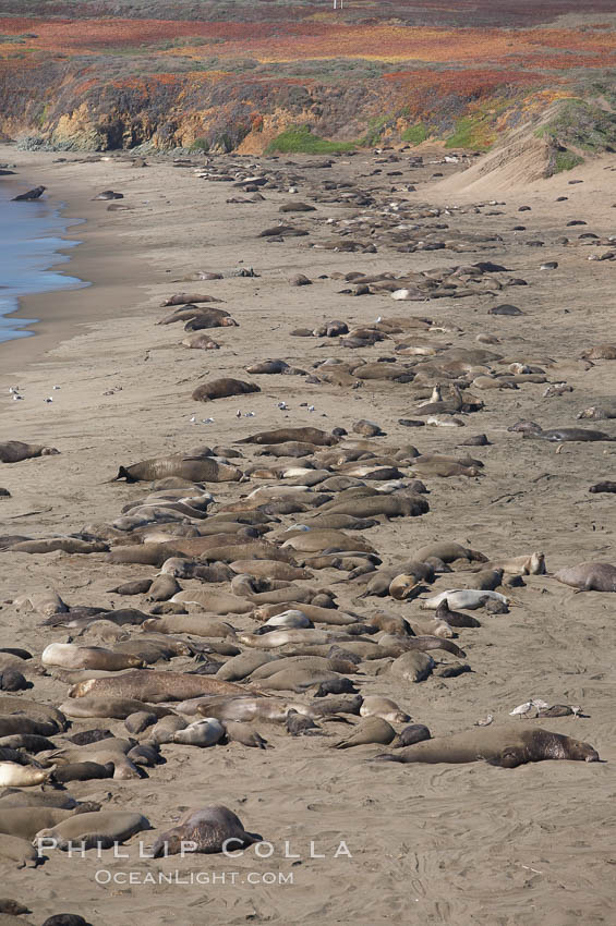 Elephant seals crowd a sand beach at the Piedras Blancas rookery near San Simeon. California, USA, natural history stock photograph, photo id 20362