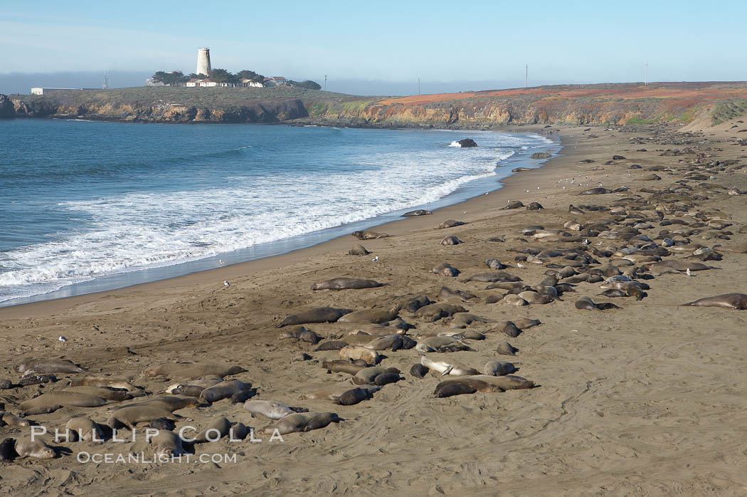 Elephant seals crowd a sand beach at the Piedras Blancas rookery near San Simeon.  The Piedras Blancas lighthouse is visible in upper left. California, USA, natural history stock photograph, photo id 20360