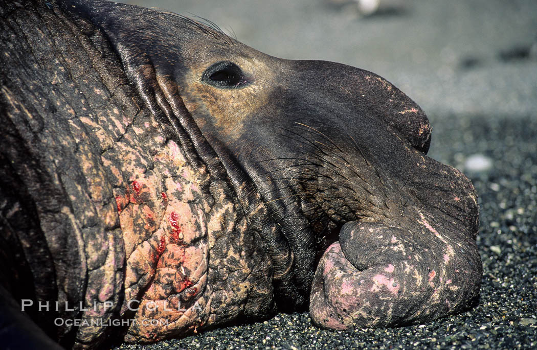 Northern elephant, adult male, wounds from territorial fighting. Piedras Blancas, San Simeon, California, USA, Mirounga angustirostris, natural history stock photograph, photo id 02522