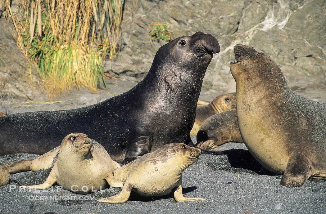 Northern elephant seals., Mirounga angustirostris, natural history stock photograph, photo id 10038