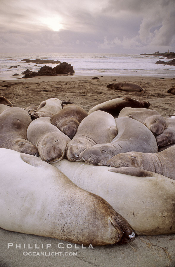Juvenile northern elephant seals., Mirounga angustirostris, natural history stock photograph, photo id 10050