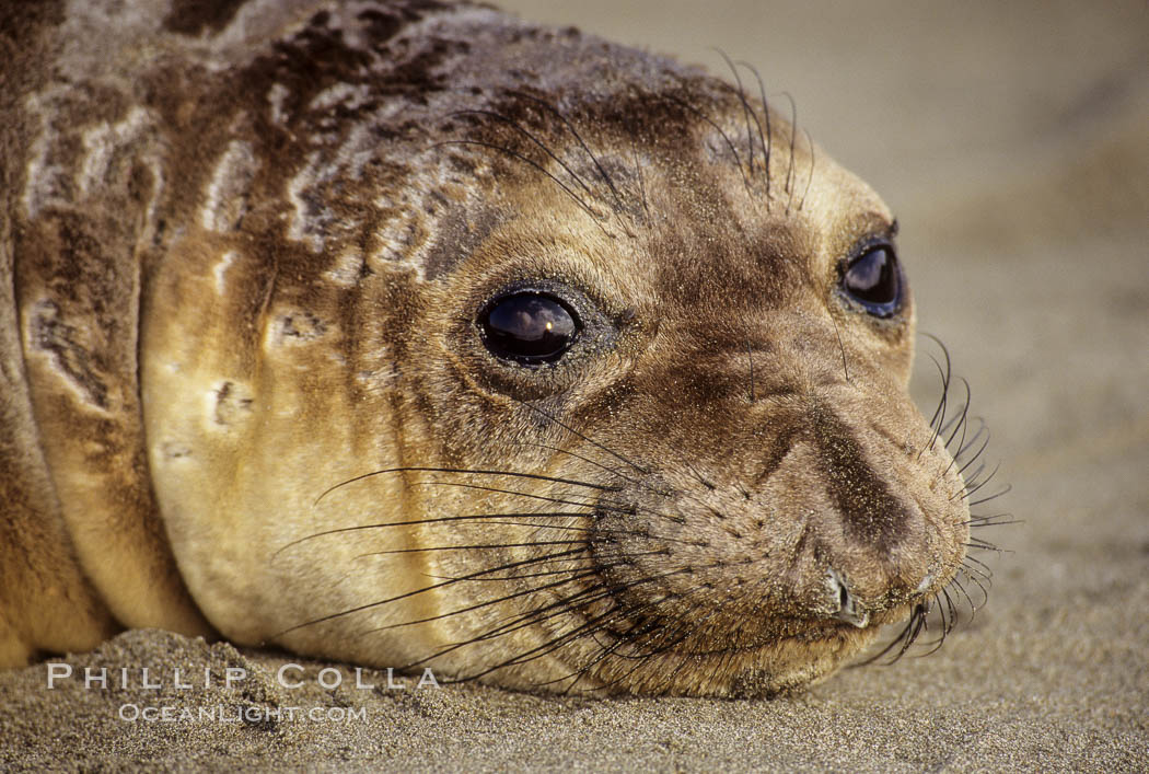 Northern elephant seal, pup, Mirounga angustirostris, Piedras Blancas, San Simeon, California