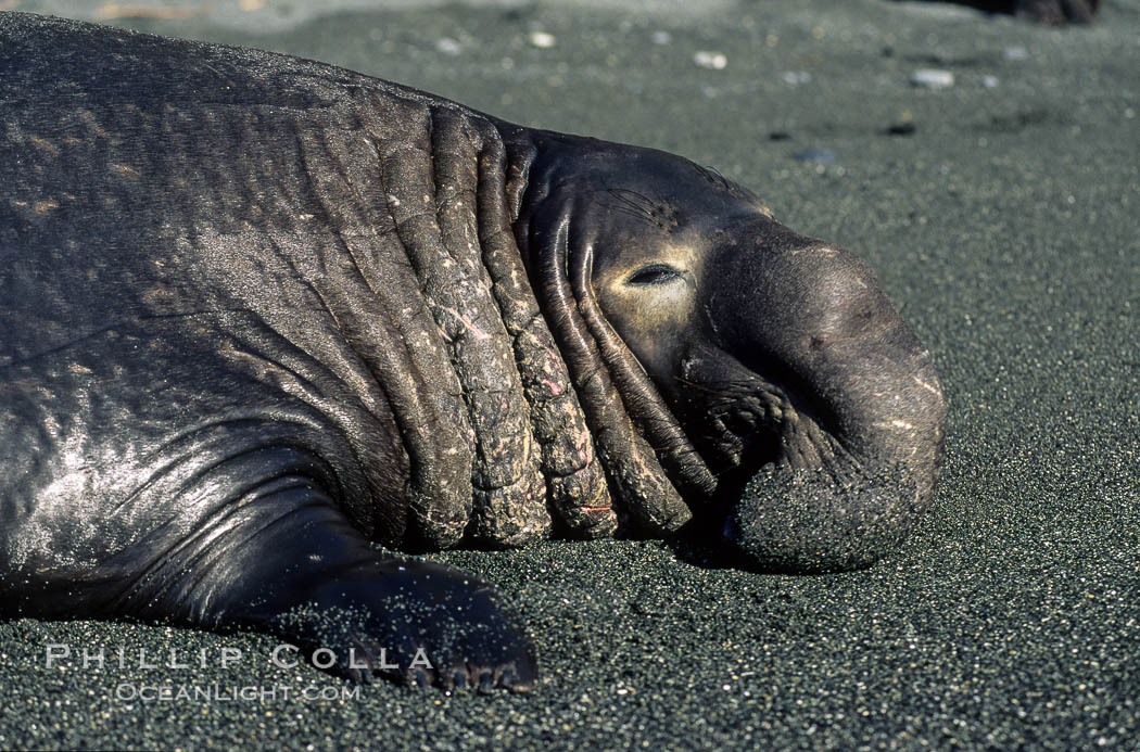 Northern elephant seal, adult male with large proboscis. Piedras Blancas, San Simeon, California, USA, Mirounga angustirostris, natural history stock photograph, photo id 10040