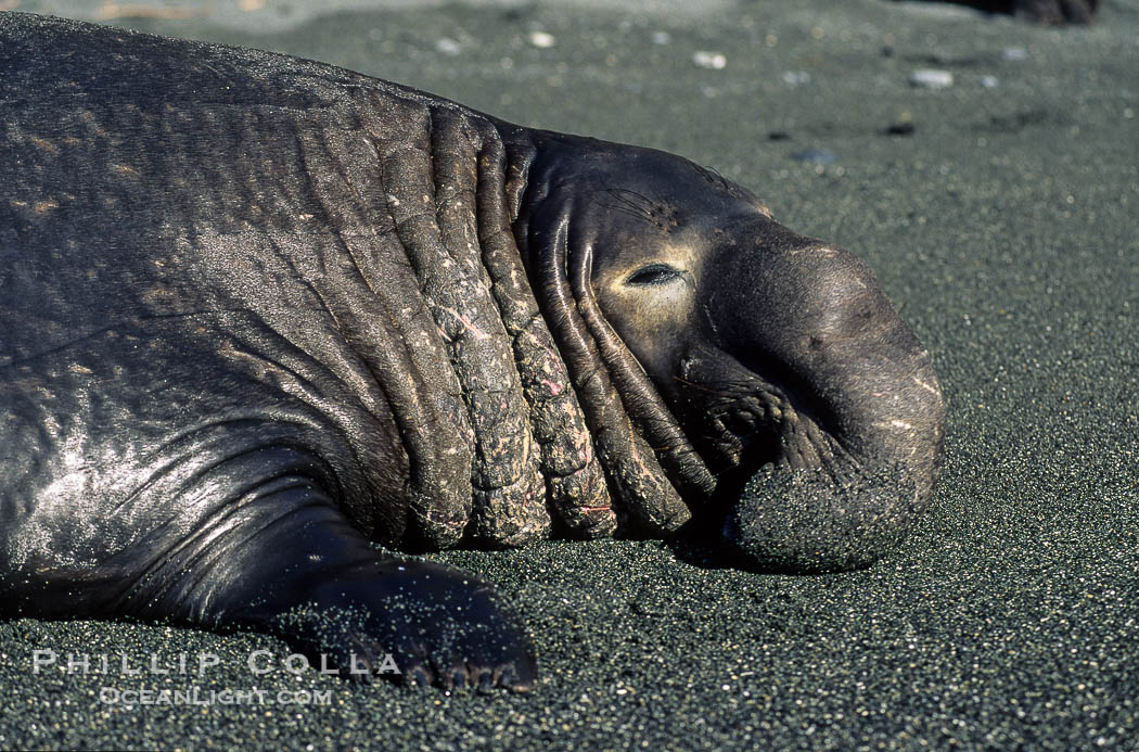 Northern elephant seal, adult male with large proboscis., Mirounga angustirostris, natural history stock photograph, photo id 10040
