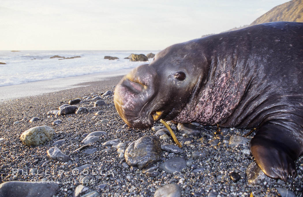 Northern elephant seal, adult male with large proboscis. Gorda, Big Sur, California, USA, Mirounga angustirostris, natural history stock photograph, photo id 10044