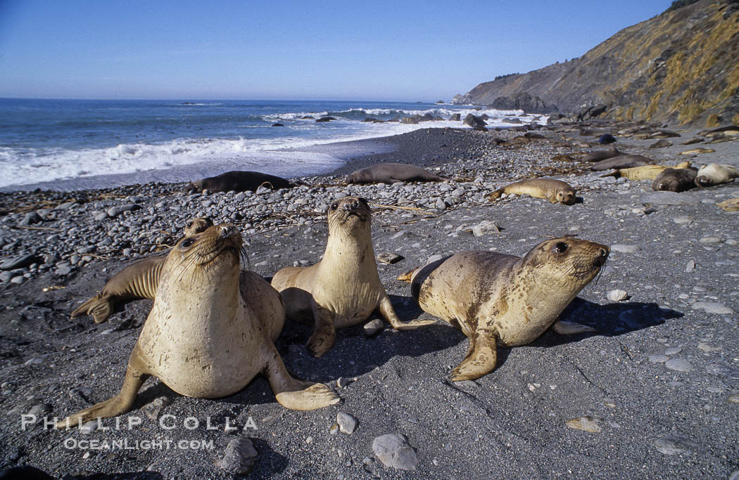 Juvenile northern elephant seals., Mirounga angustirostris, natural history stock photograph, photo id 10048