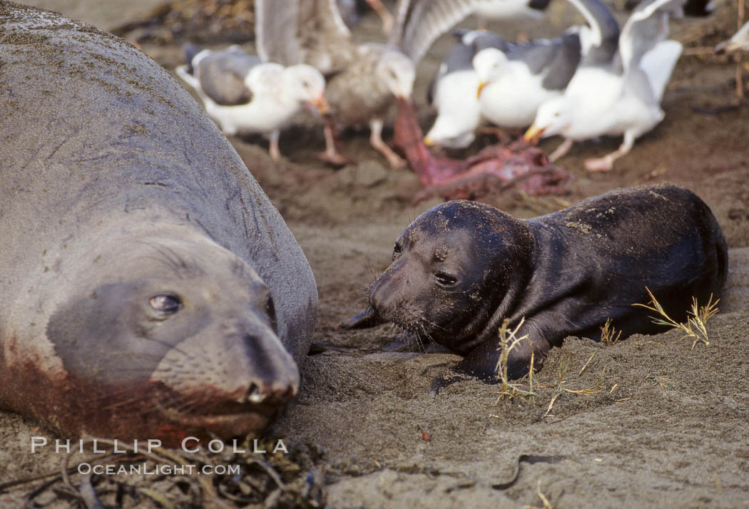 Northern elephant seal,  mother and neonate pup, gulls eating placenta. Piedras Blancas, San Simeon, California, USA, Mirounga angustirostris, natural history stock photograph, photo id 00945