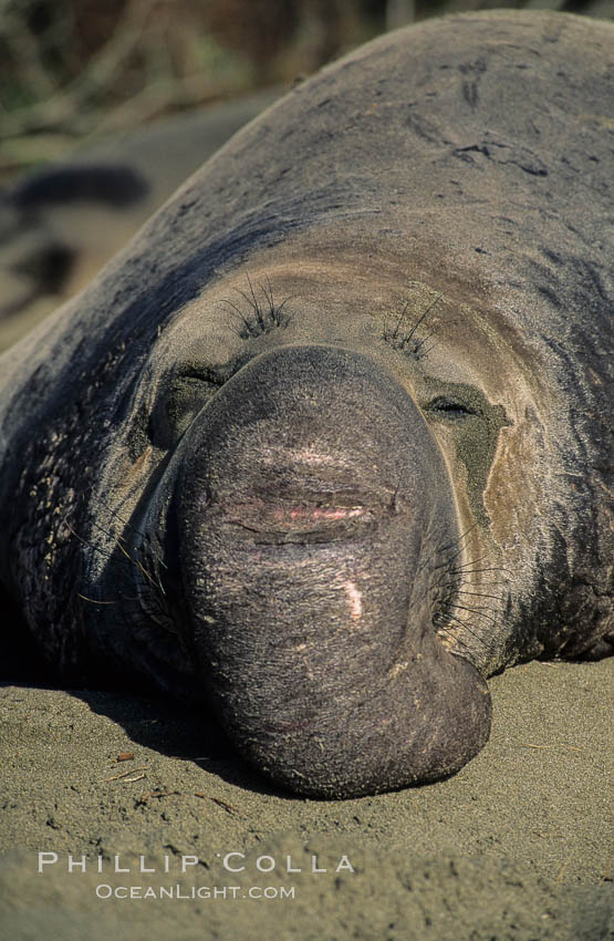 Northern elephant seal, mature bull. Piedras Blancas, San Simeon, California, USA, Mirounga angustirostris, natural history stock photograph, photo id 00949