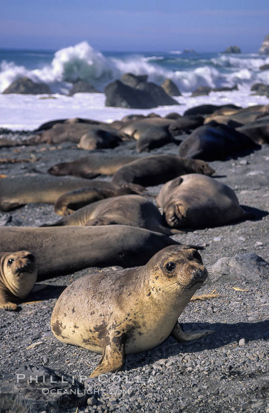 Northern elephant seal pups. Gorda, Big Sur, California, USA, Mirounga angustirostris, natural history stock photograph, photo id 02053