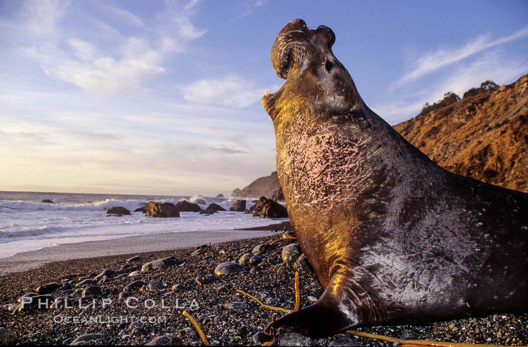 Northern elephant seal, sunset.  Scars on neck and chest are from territorial battles with other adult males. Big Sur. Gorda, California, USA, Mirounga angustirostris, natural history stock photograph, photo id 10037