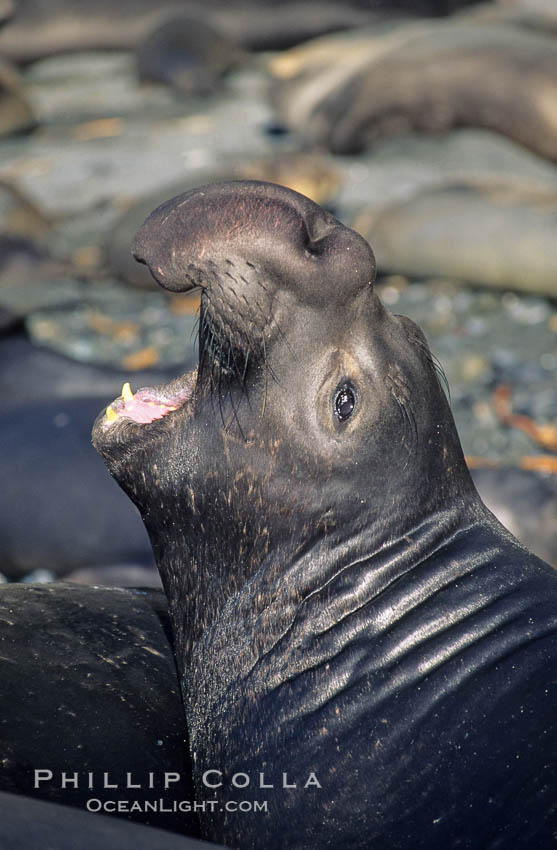 Northern elephant seal. Piedras Blancas, San Simeon, California, USA, Mirounga angustirostris, natural history stock photograph, photo id 10045