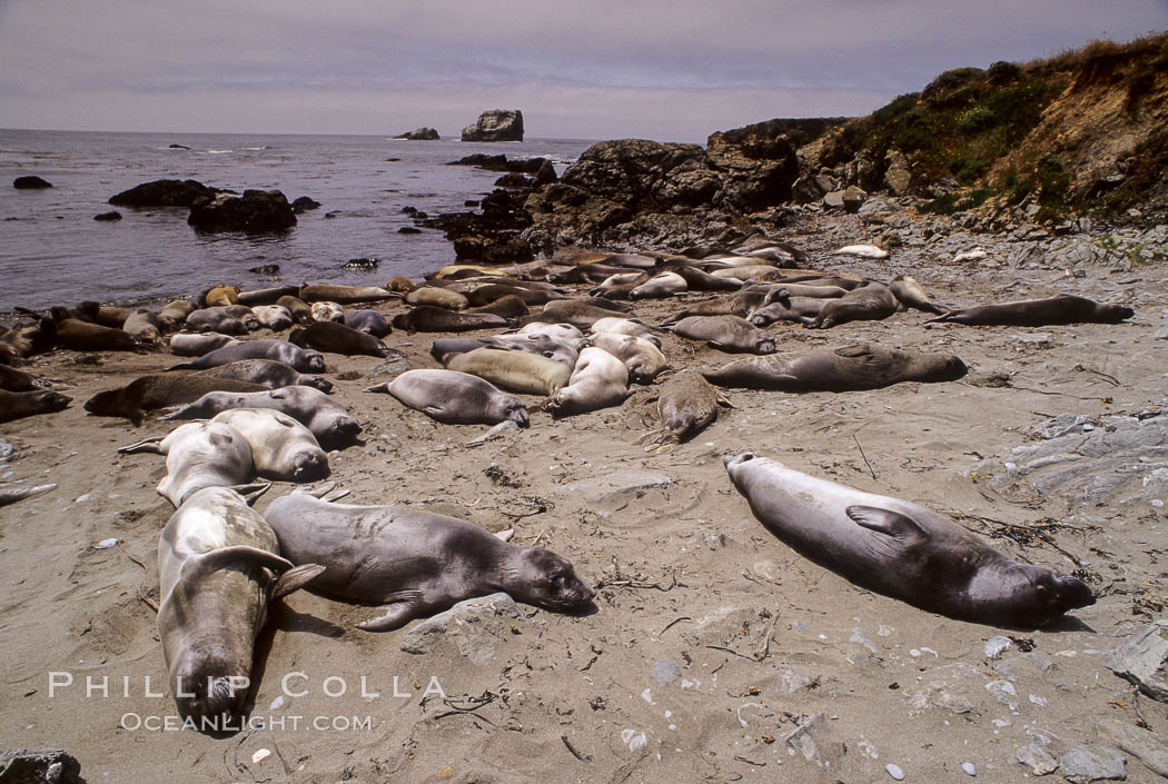 Juvenile northern elephant seals. Piedras Blancas, San Simeon, California, USA, Mirounga angustirostris, natural history stock photograph, photo id 10049