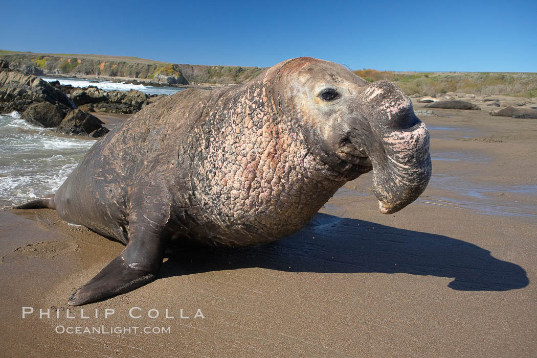 Bull elephant seal exits the water to retake his position on the beach.  He shows considerable scarring on his chest and proboscis from many winters fighting other males for territory and rights to a harem of females.  Sandy beach rookery, winter, Central California. Piedras Blancas, San Simeon, USA, Mirounga angustirostris, natural history stock photograph, photo id 15458