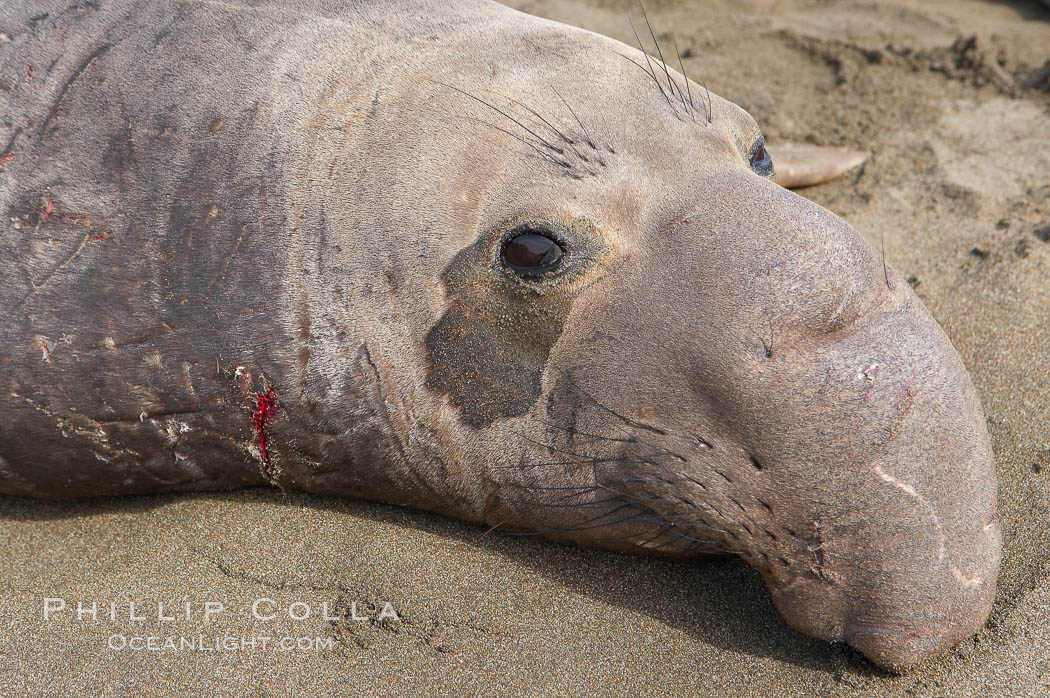 Adult male elephant seal lies on the beach, displaying the huge proboscis which is characteristic of the species.  Winter, Central California. Piedras Blancas, San Simeon, USA, Mirounga angustirostris, natural history stock photograph, photo id 15544