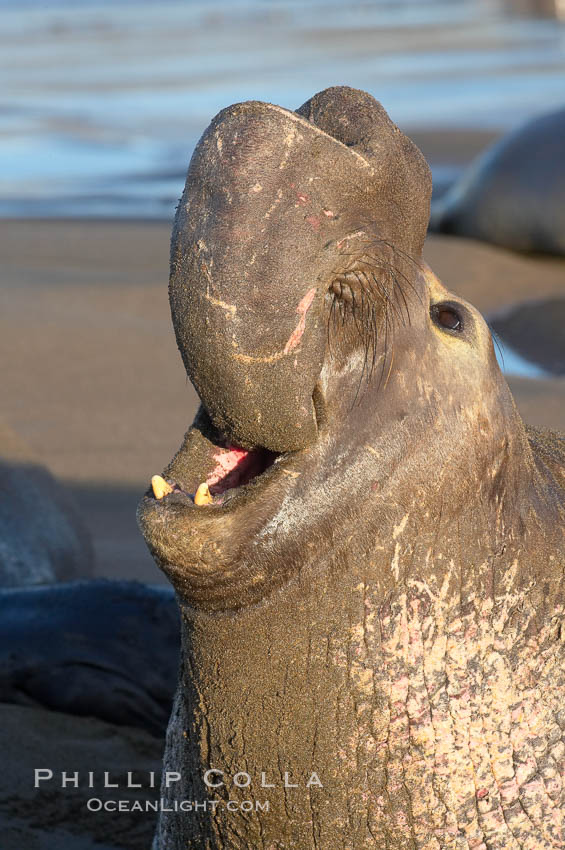 Bull elephant seal, adult male, bellowing. Its huge proboscis is characteristic of male elephant seals. Scarring from combat with other males.  Central California. Piedras Blancas, San Simeon, USA, Mirounga angustirostris, natural history stock photograph, photo id 15453