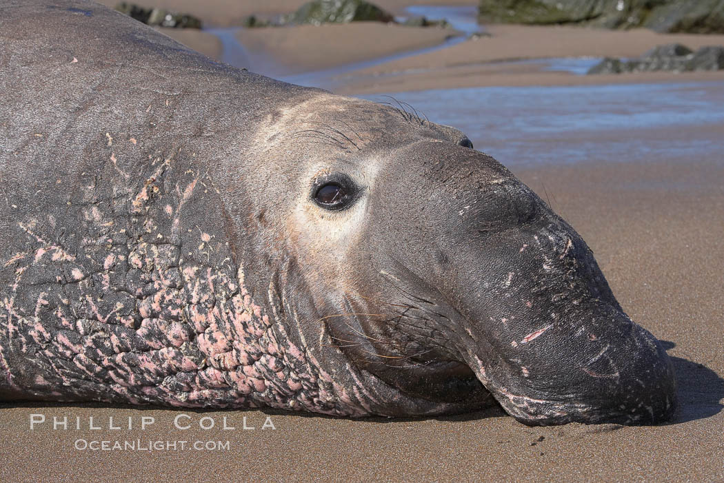 Adult male elephant seal lies on the beach, displaying the huge proboscis which is characteristic of the species.  Winter, Central California. Piedras Blancas, San Simeon, USA, Mirounga angustirostris, natural history stock photograph, photo id 15541
