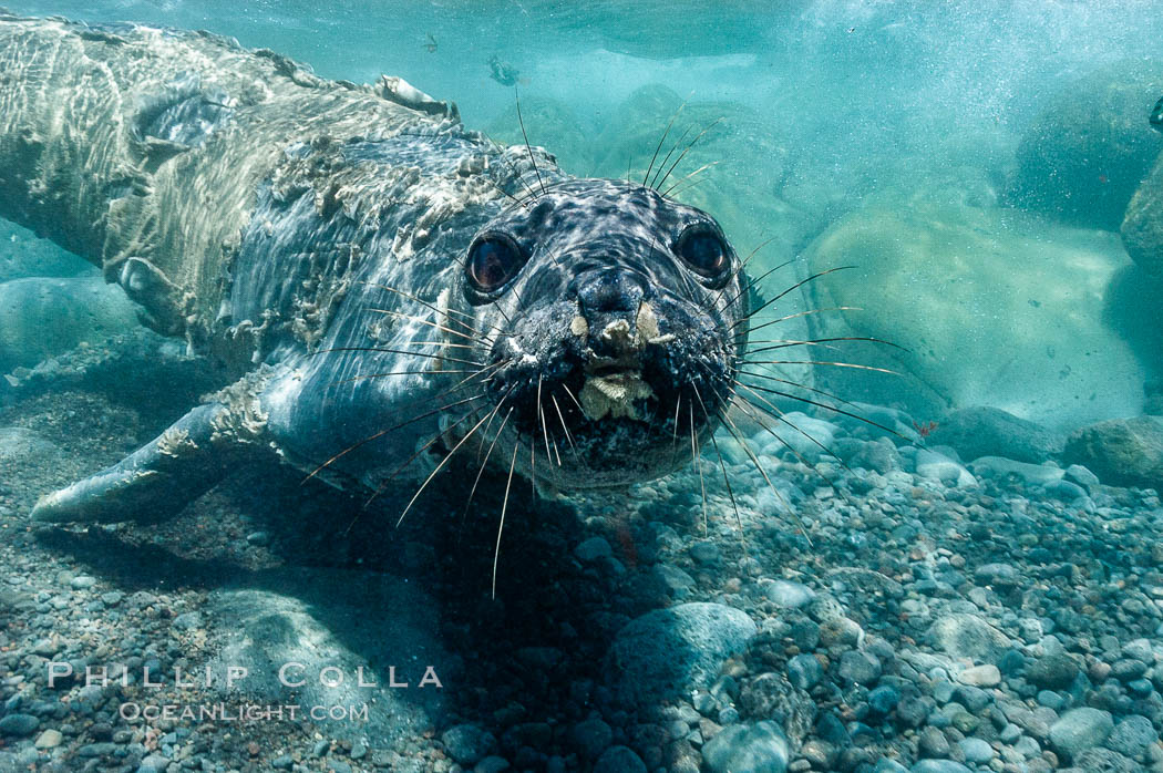 Juvenile northern elephant seal warily watches the photographer, underwater. Guadalupe Island (Isla Guadalupe), Baja California, Mexico, Mirounga angustirostris, natural history stock photograph, photo id 10098
