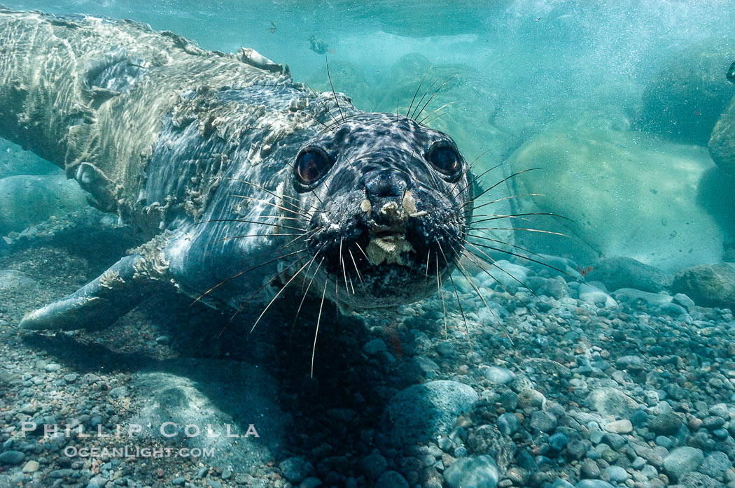 Juvenile northern elephant seal warily watches the photographer, underwater., Mirounga angustirostris, natural history stock photograph, photo id 10098