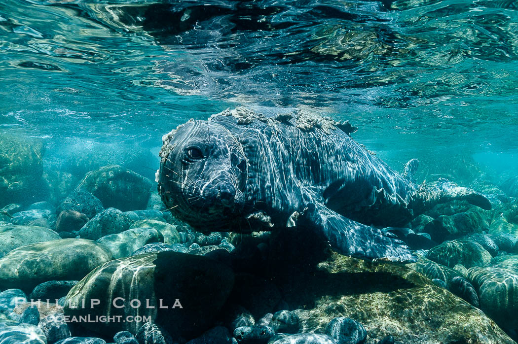 Juvenile northern elephant seal warily watches the photographer, underwater., Mirounga angustirostris, natural history stock photograph, photo id 10102