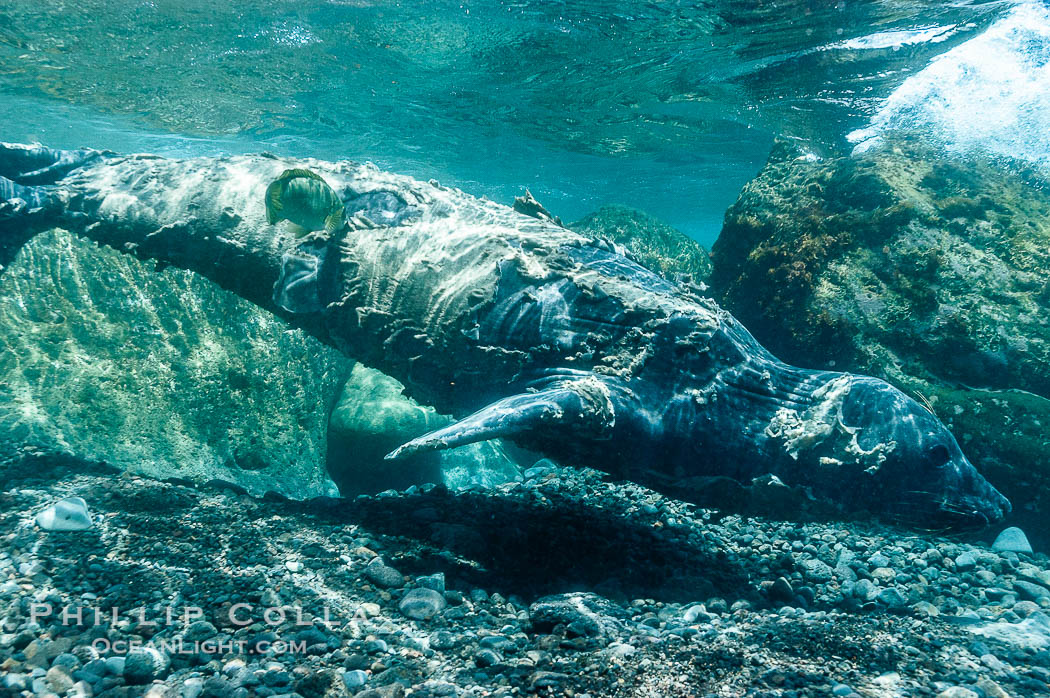 Juvenile northern elephant seal warily watches the photographer, underwater., Mirounga angustirostris, natural history stock photograph, photo id 10106